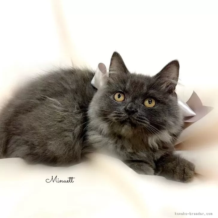 ID:2405-03817の子猫