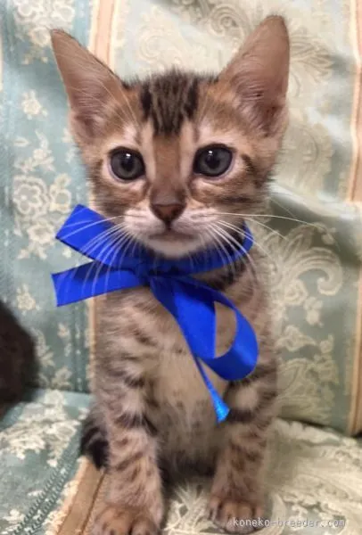 ID:1510-00163の子猫