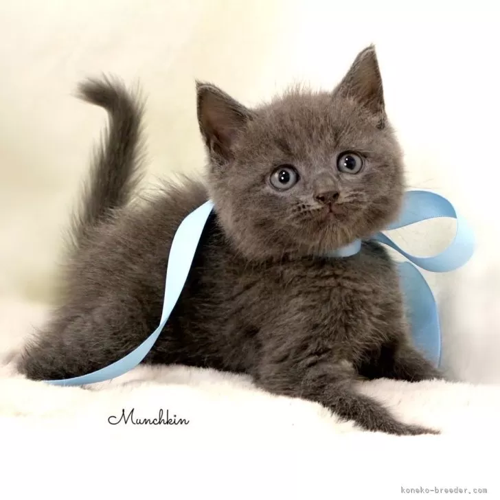 ID:2411-02553の子猫