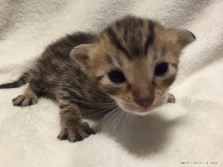 博 様のお迎えした子猫