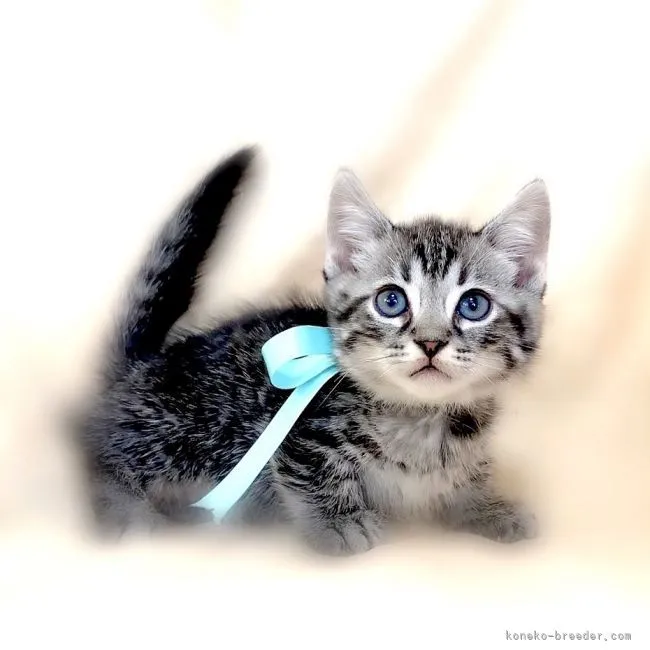 ID：2110-01160の子猫