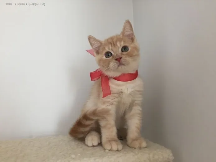 ID:1508-00452の子猫
