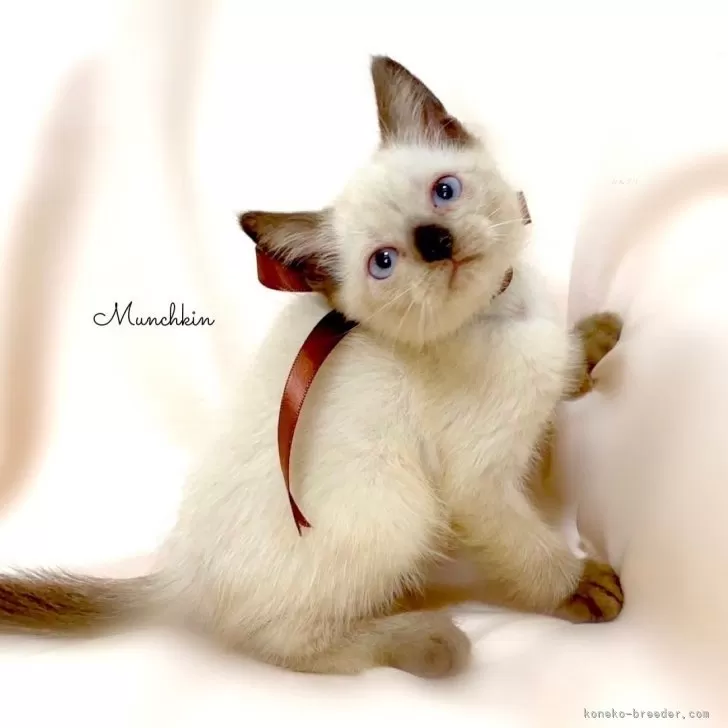 ID:2404-00102の子猫