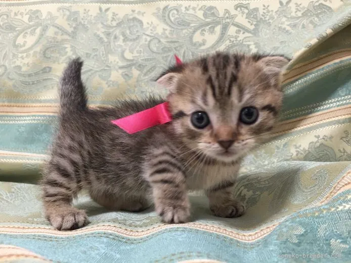 ID:1510-00628の子猫
