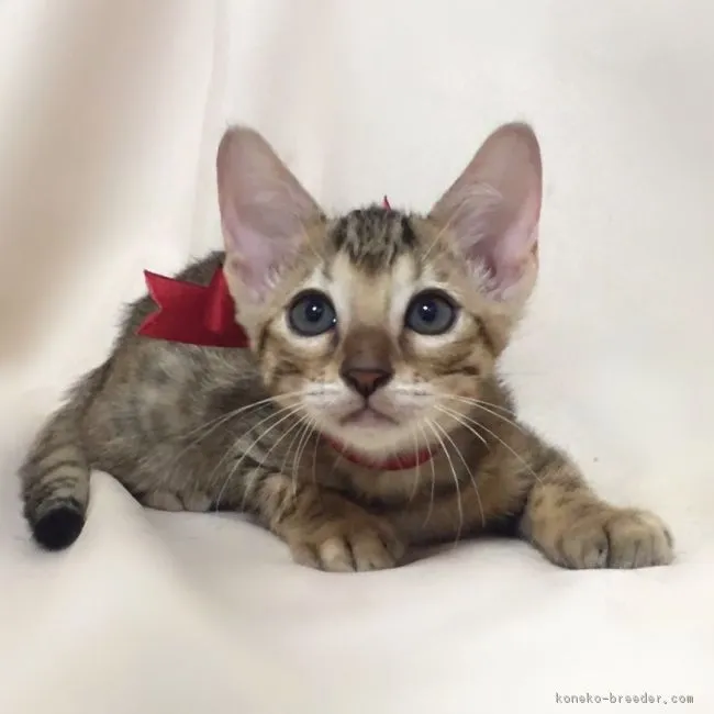 ID:1608-00897の子猫