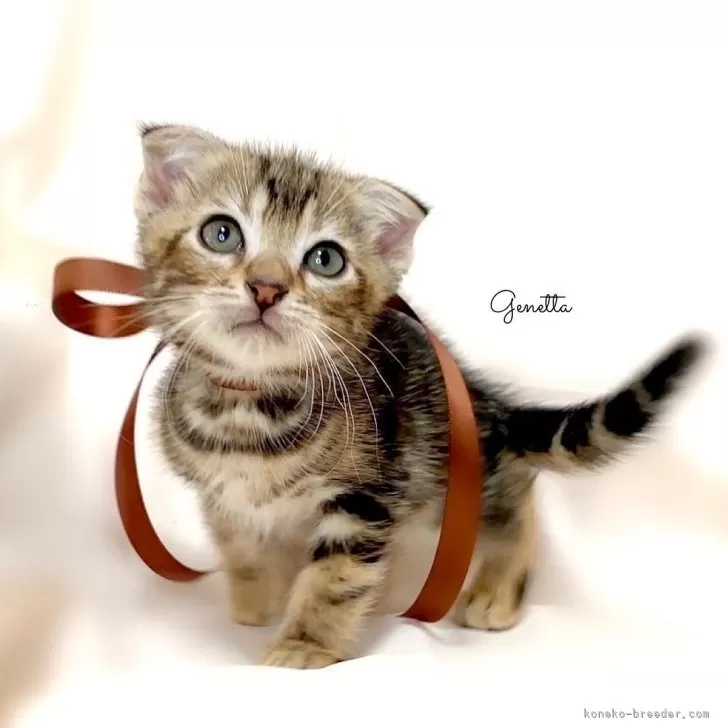 ID:2403-00380の子猫