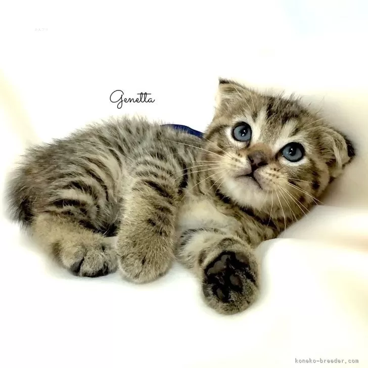 ID：2408-00664の子猫