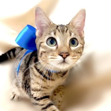 ベンガル【栃木県・男の子・2022年12月3日・ブラウンスポテッドタビー】の写真「可愛い男の子♪」