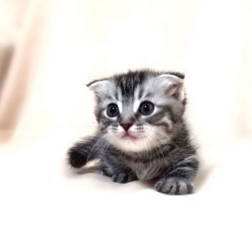 マンチカン【栃木県・女の子・2016年12月16日・シルバータビー】の写真「シルバータビー 短足ちゃん♪」