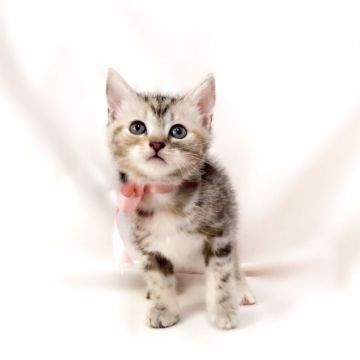 アメリカンショートヘア【栃木県・女の子・2017年11月1日・シルバーパッチドタビー】の写真「穏やかな女の子♪」