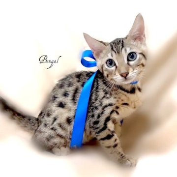 ベンガル【栃木県・男の子・2023年4月3日・ブラウンスポテッドタビー】の写真「可愛い男の子♪」