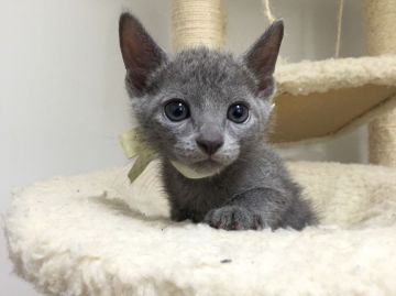 ロシアンブルー【栃木県・男の子・2016年3月23日・ブルー】の写真「母猫 ベビーチャンピオン♪」