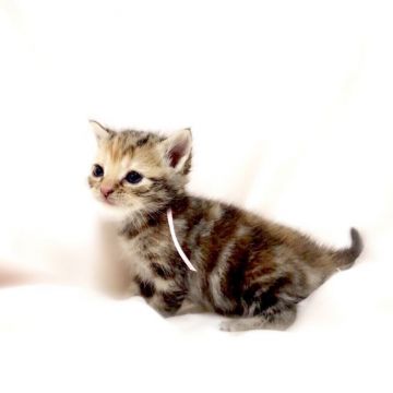 アメリカンショートヘア【栃木県・女の子・2018年3月9日・シルバーパッチドタビー】の写真「穏やかな女の子♪」