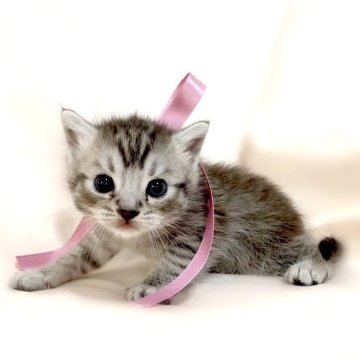 マンチカン(長足)【栃木県・女の子・2024年2月5日・シルバータビー】の写真「可愛い女の子💕父猫　グランドチャンピオン🏆」