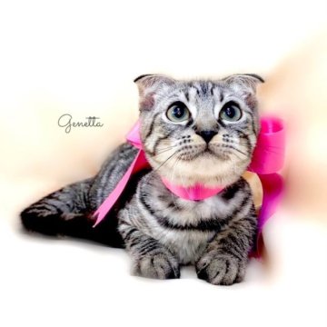 ジェネッタ【栃木県・女の子・2023年5月27日・シルバースポテッドタビー】の写真「父猫　グランドチャンピオン🏆」