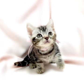 アメリカンショートヘア【栃木県・女の子・2018年6月25日・シルバーパッチドタビー】の写真「ご家族様が、決定いたしました。」