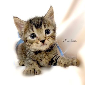 マンチカン(長足)【栃木県・男の子・2024年1月14日・ブラウンタビー】の写真「可愛い男の子🤎父猫　祖父　グランドチャンピオン🏆」