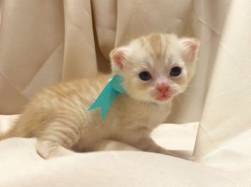 マンチカン【栃木県・男の子・2016年5月23日・クリームタビー】の写真「父猫 グランドチャンピオン♪ご家族様が決定しました」