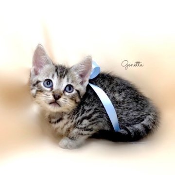 ジェネッタ【栃木県・男の子・2023年9月2日・シルバースポテッドタビー】の写真「父グランドCH🏆 祖父CH🏆 祖母ベビーCH🏆」