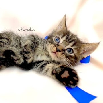 マンチカン(長足)【栃木県・男の子・2024年1月14日・ブラウンタビー】の写真「可愛い男の子💙父猫　祖父　グランドチャンピオン🏆」
