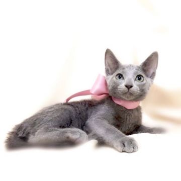 ロシアンブルー【栃木県・女の子・2019年1月21日・ブルー】の写真「母猫 クォードチャンピオン♪」