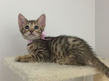 ベンガル【栃木県・女の子・2016年3月1日・ブラウンスポテッドタビー】の写真「母猫ベビーCH♪ 父猫 CH♪」