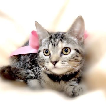 ミヌエット【栃木県・女の子・2021年12月24日・ブラウンパッチドタビー】の写真「甘えん坊な女の子！可愛い長足ちゃん！」