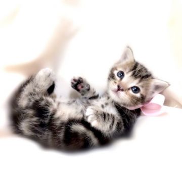 アメリカンショートヘア【栃木県・女の子・2019年1月15日・シルバーパッチドタビー】の写真「可愛い女の子♪」