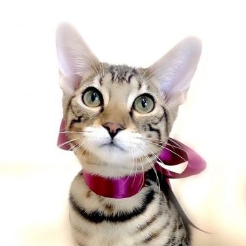 ベンガル【栃木県・男の子・2021年7月1日・ブラウンスポテッドタビー】の写真「期間限定！父猫　チャンピオン♪」