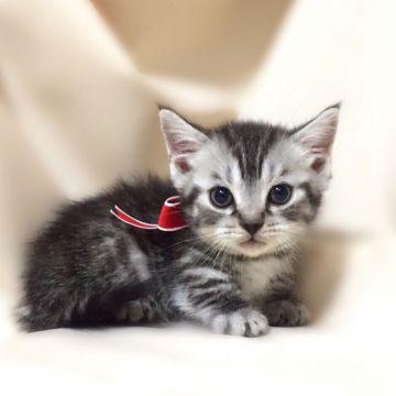 マンチカン【栃木県・男の子・2016年10月5日・シルバータビー】の写真「父猫 グランドチャンピオン♪」