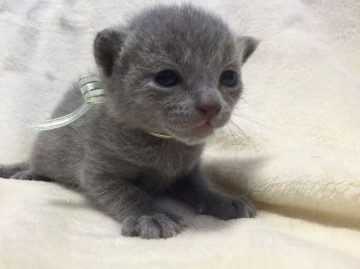 ロシアンブルー【栃木県・男の子・2016年3月23日・ブルー】の写真「母猫 ベビーチャンピオン♪ご家族様が決定しました。」