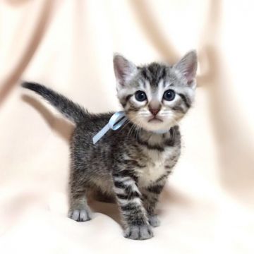 マンチカン【栃木県・男の子・2016年11月20日・シルバータビー】の写真「」