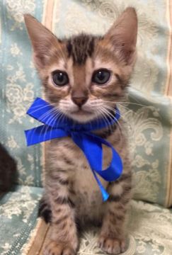 ベンガル【栃木県・男の子・2015年9月9日・ブラウンスポテッドタビー】の写真「父猫 チャンピオン♪」