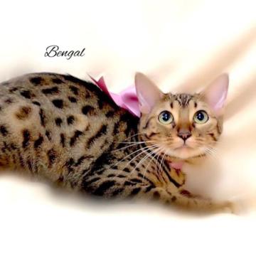 ベンガル【栃木県・女の子・2022年5月29日・ブラウンスポテッドタビー】の写真「父猫　チャンピオン♪母猫　ベビーチャンピオン♪」