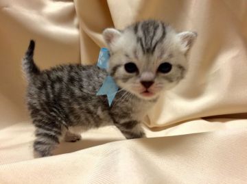 マンチカン【栃木県・男の子・2016年5月23日・シルバータビー】の写真「父猫 グランドチャンピオン♪ご家族様が決定しました」
