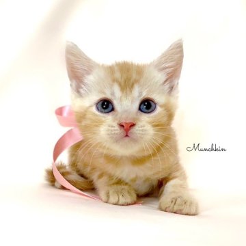 マンチカン(長足)【栃木県・女の子・2024年3月5日・クリームタビー】の写真「可愛い女の子💕父猫祖父　グランドチャンピオン🏆」
