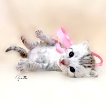 ジェネッタ【栃木県・女の子・2023年10月14日・シルバースポテッドタビー】の写真「父猫CH🏆 母猫　祖父CH🏆」