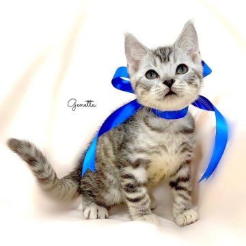 ジェネッタ【栃木県・男の子・2024年2月25日・シルバースポテッドタビー】の写真「可愛い💙父猫チャンピオン🏆祖父ダブルチャンピオン🏆」