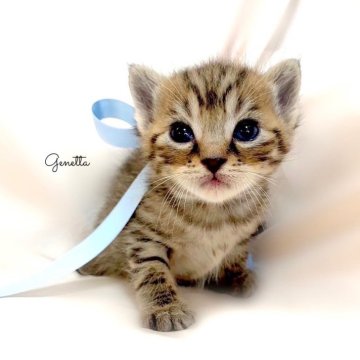 ジェネッタ【栃木県・男の子・2024年2月24日・ブラウンスポテッドタビー】の写真「父猫　グランドチャンピオン🏆祖父　チャンピオン🏆」