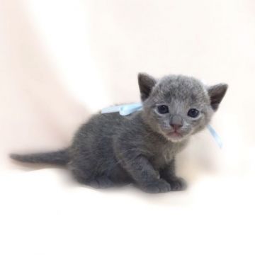 ロシアンブルー【栃木県・男の子・2017年1月18日・ブルー】の写真「母猫 クォードチャンピオン♪」