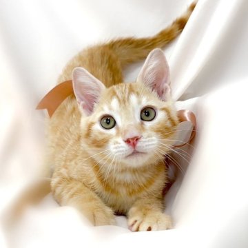 ジェネッタ【栃木県・男の子・2023年11月2日・レッドスポテッドタビー】の写真「父猫　チャンピオン🏆可愛い男の子🧡」