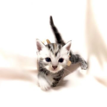 アメリカンショートヘア【栃木県・女の子・2018年4月25日・シルバーパッチドタビー】の写真「穏やかな女の子♪」