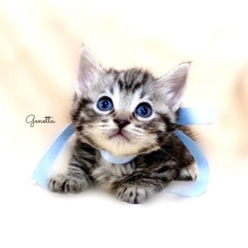 ジェネッタ【栃木県・男の子・2023年9月22日・シルバースポテッドタビー】の写真「父グランドCH🏆 祖父CH🏆 祖母ベビーCH🏆」