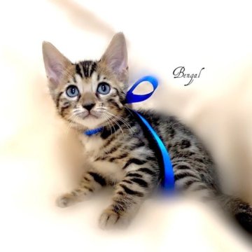 ベンガル【栃木県・男の子・2023年4月3日・ブラウンスポテッドタビー】の写真「可愛い男の子♪」