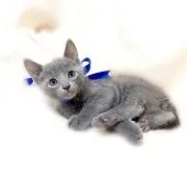 ロシアンブルー【栃木県・男の子・2019年9月10日・ブルー】の写真1「10/25撮影♪」