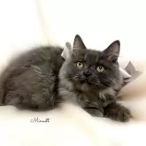 ミヌエット(長足)【栃木県・男の子・2024年5月1日・ブルー】の写真1