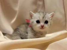 マンチカン【栃木県・女の子・2016年5月23日・シルバーパッチドタビー】の写真1