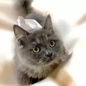 ミヌエット(長足)【栃木県・男の子・2024年5月1日・ブルー】の写真2