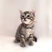 ベンガル【栃木県・男の子・2016年12月8日・ブラウンスポテッドタビー】の写真2