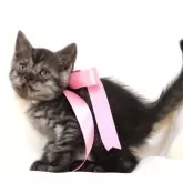 マンチカン(長足)【栃木県・女の子・2024年10月11日・ブラックスモーク】の写真3